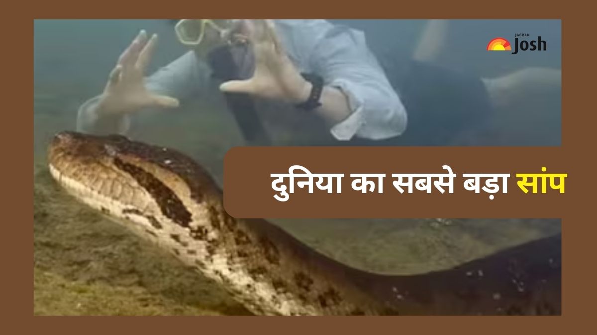मिल गया दुनिया का सबसे बड़ा सांप! आकार और वजन कर देगा आपको हैरान 