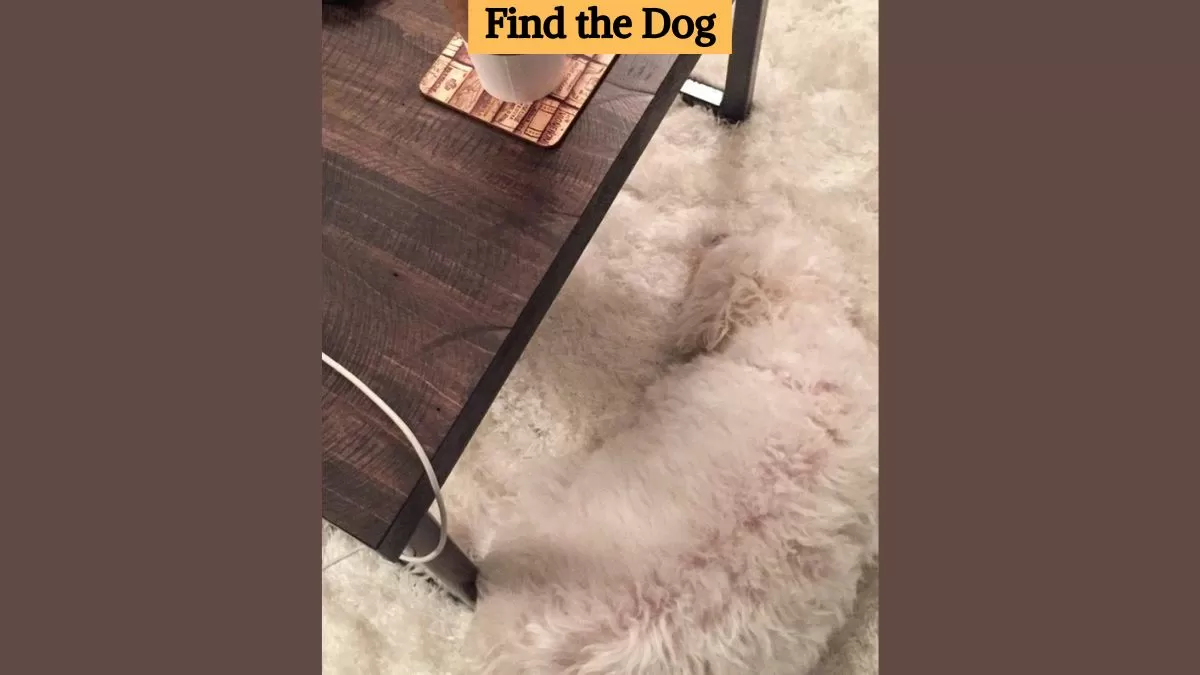 Find the dog
