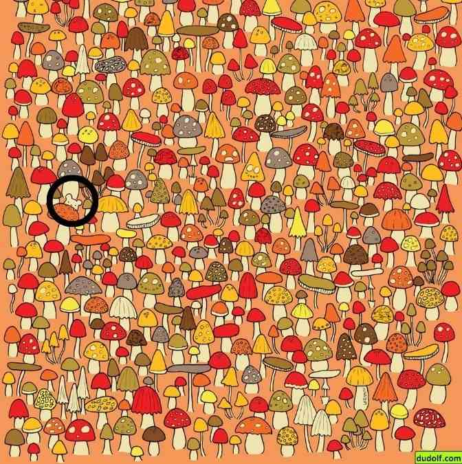 picture puzzles with answers