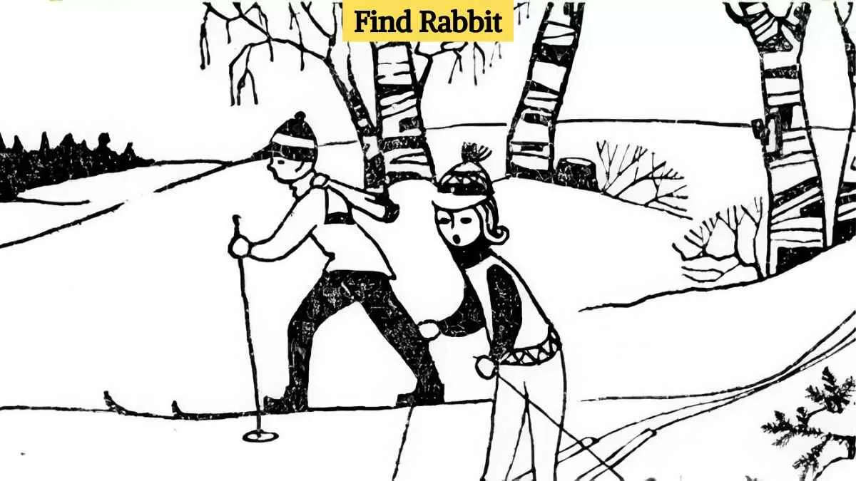 Find the rabbit
