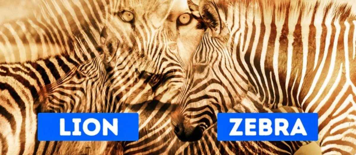 optical illusion personality test