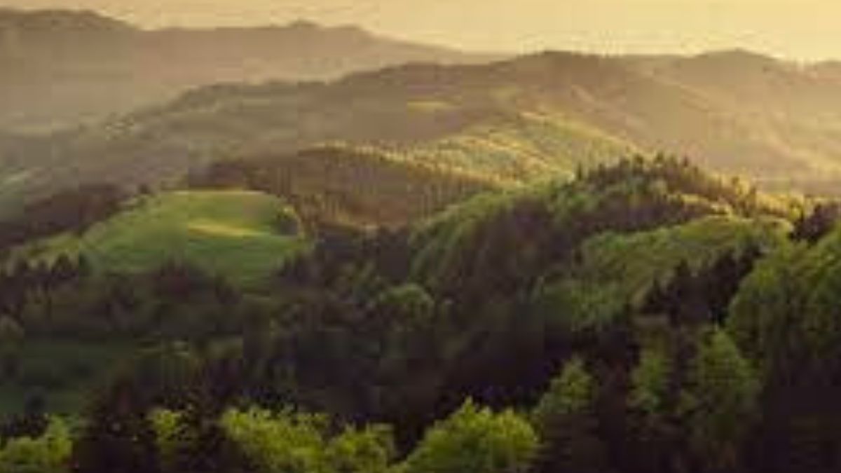 What is the interim order of Supreme Court on the Forest Act?