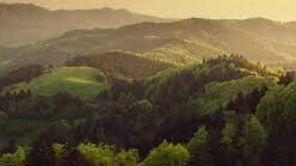 What is the interim order of Supreme Court on the Forest Act?