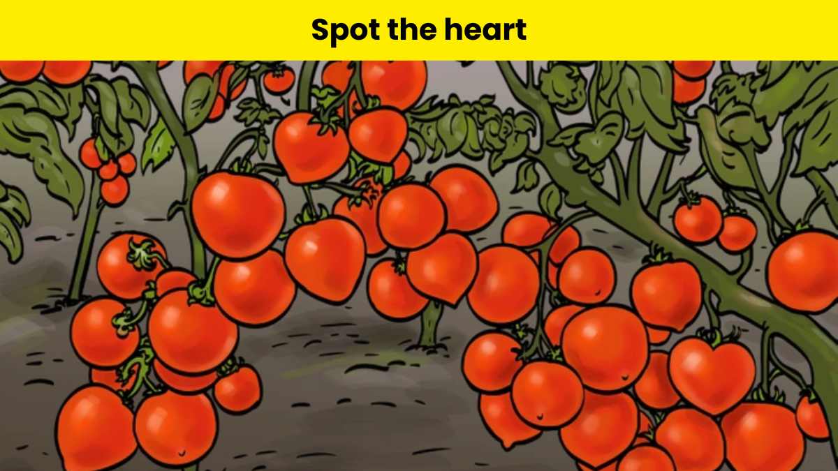 You have great eyes if you can spot the heart hidden in the tomato garden within 4 seconds. 