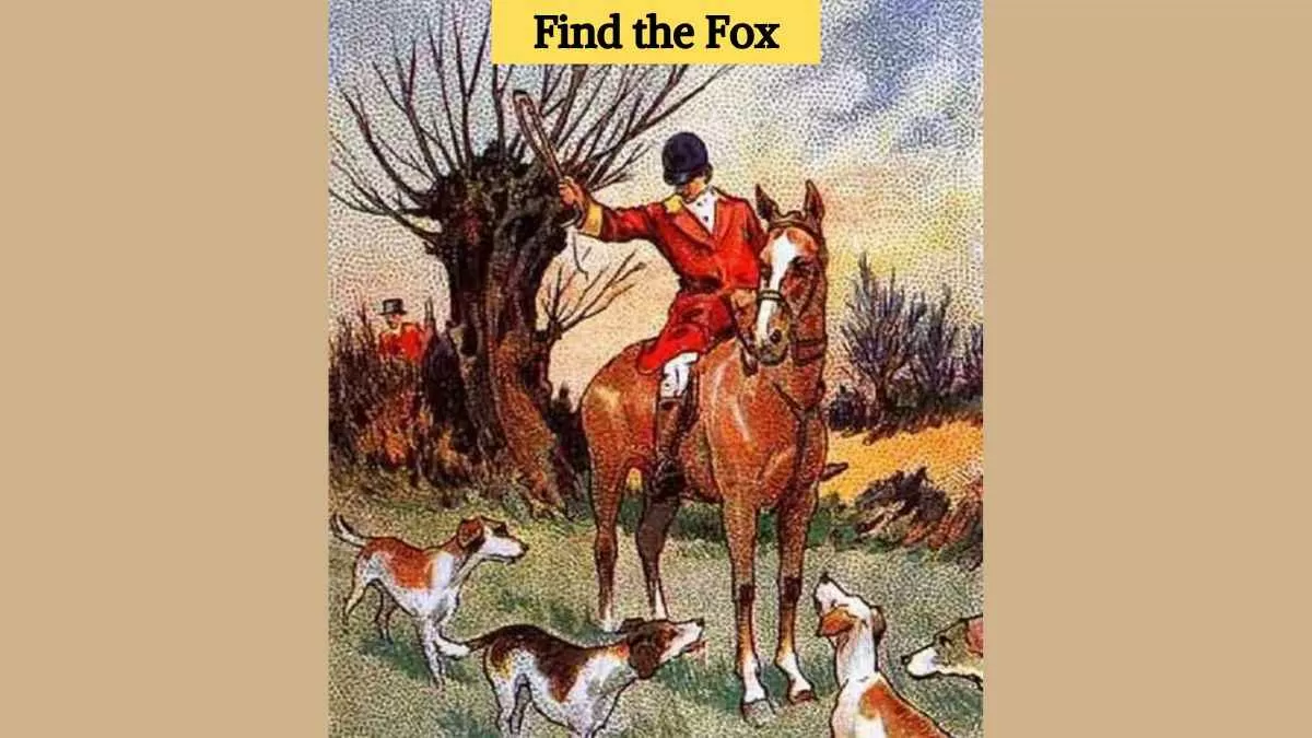Find hidden fox