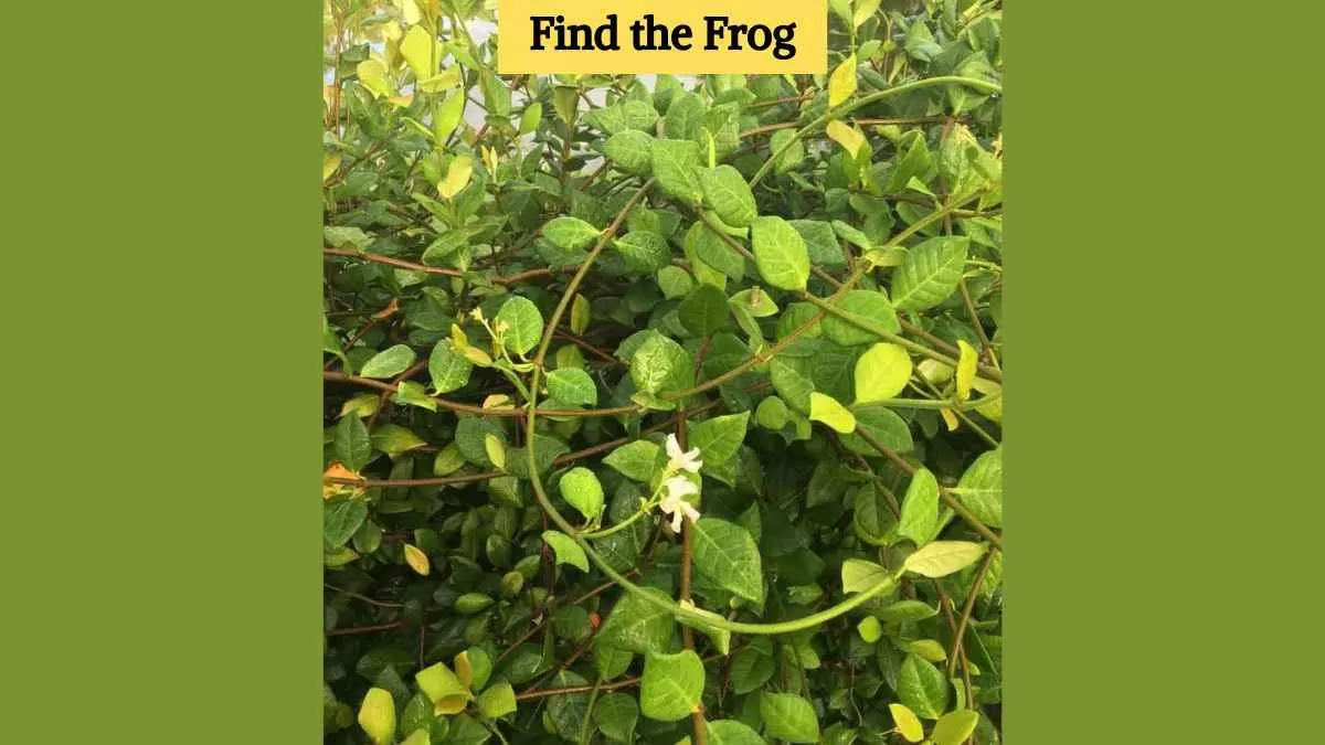 Find the frog in the leaves