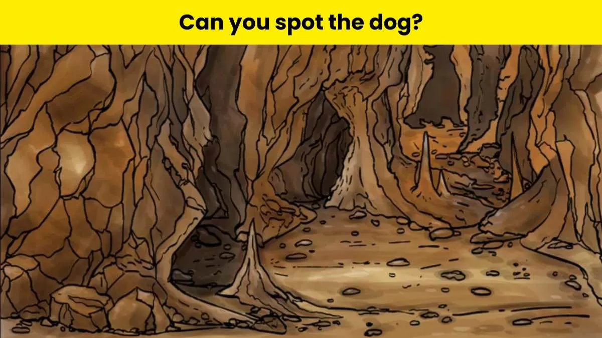 Spot the dog hiding in the cae