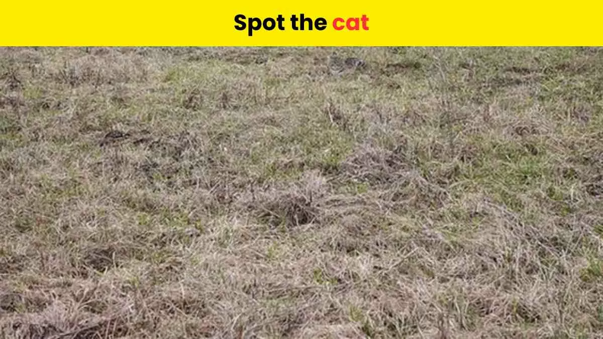 Can you spot the cat?