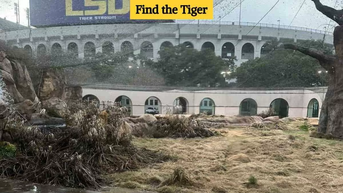 Find the tiger