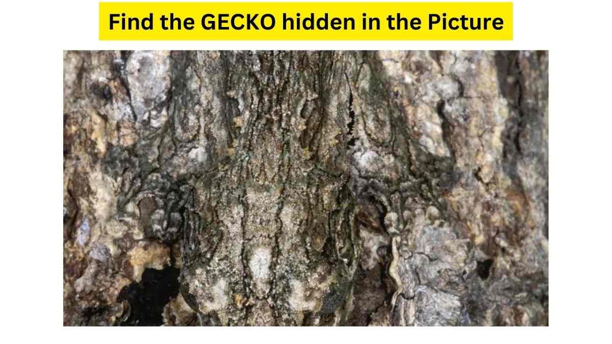 All Can See Tree Bark But Can You Find The GECKO Hidden In This Optical Illusion Within 37 Seconds? Hurry Up!