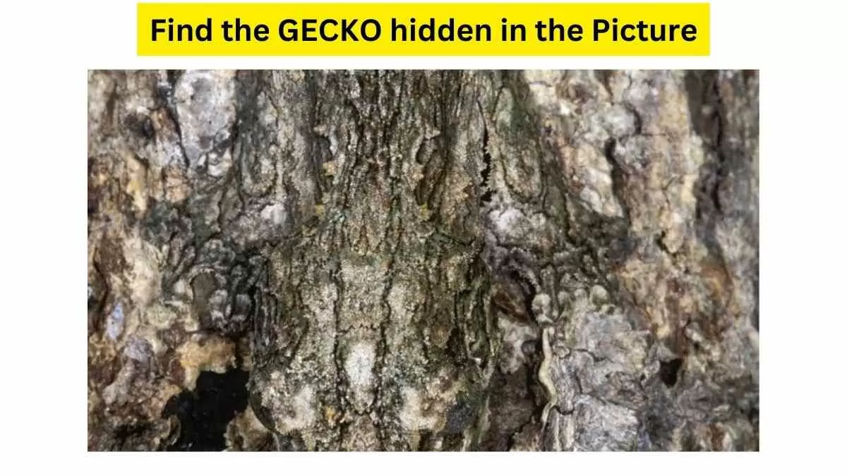 Spot the gecko hidden in the picture