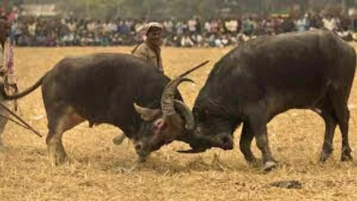 PETA says No to these Assamese traditions. What could be the reasons?