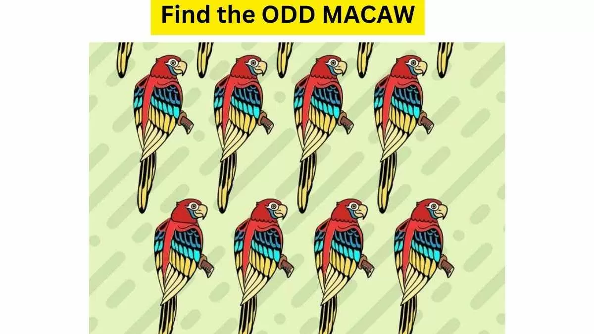 Spot the Odd Macaw!