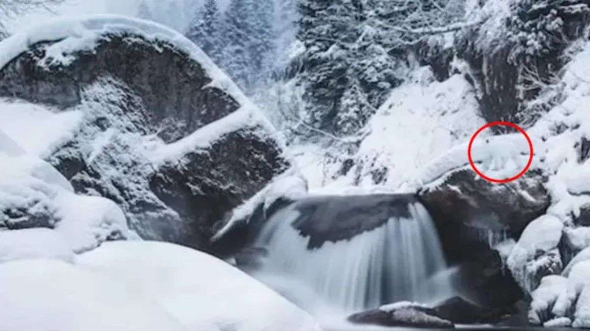 optical illusions with answers