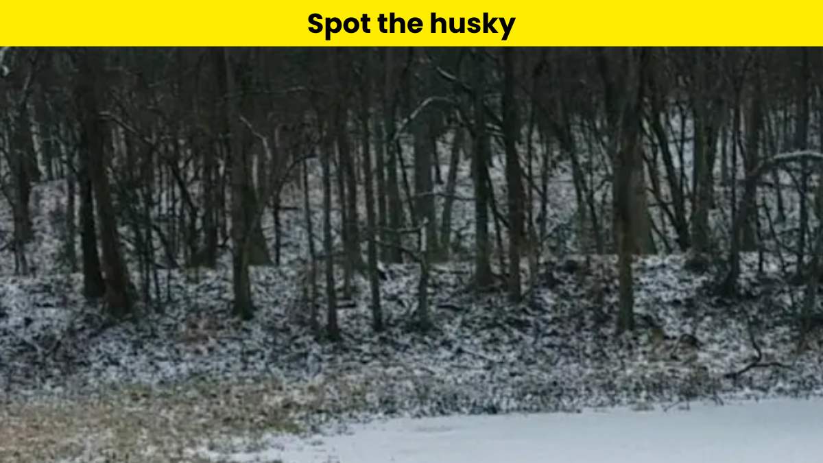 You are highly observant if you can spot the husky hidden in the snow within 8 seconds.