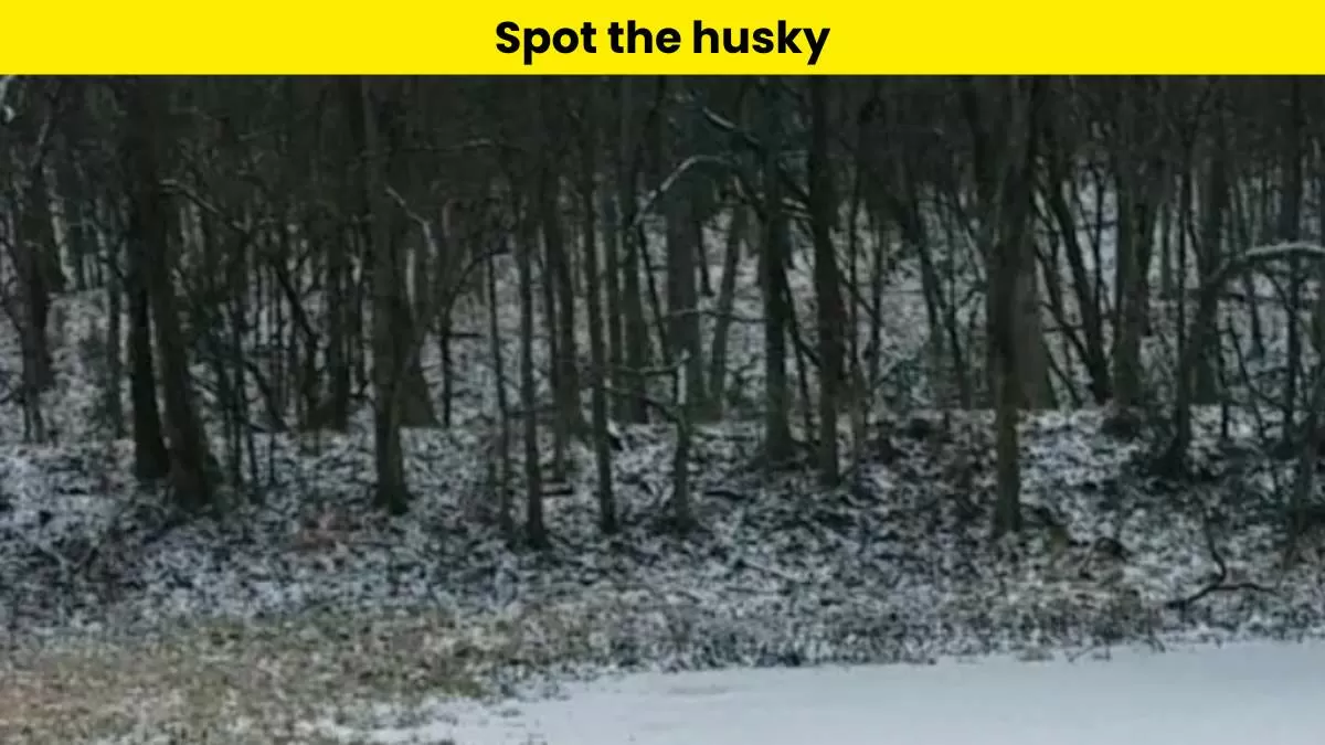 Can you spot the husky hidden here?