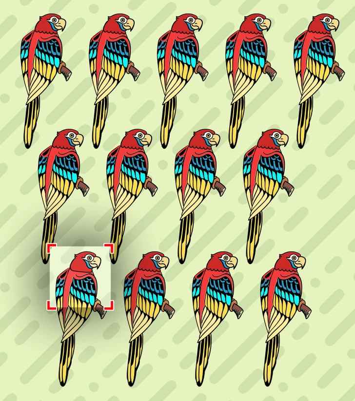 the odd macaw is here