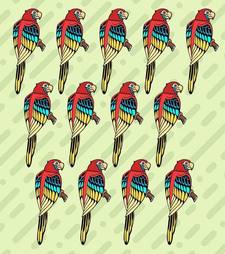 where is the odd macaw in the pictue