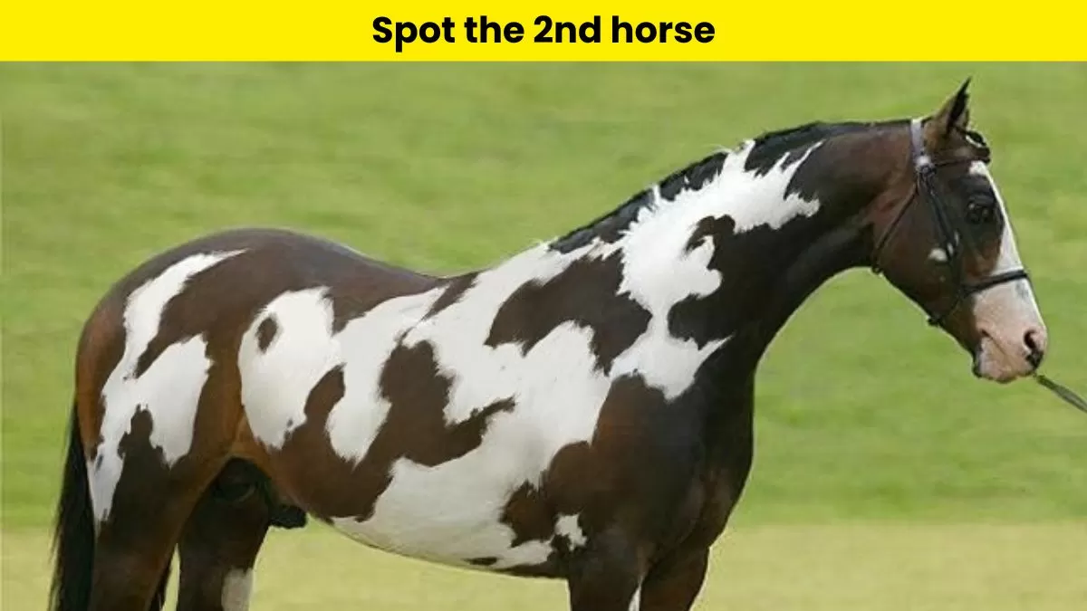 Can you spot the second horse?