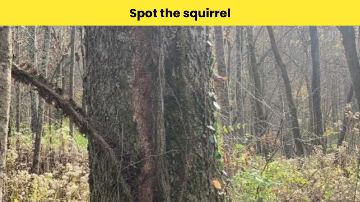 You have top-notch observation skills if you can spot the squirrel hidden on the tree in 5 seconds. 