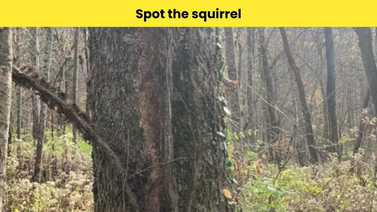Can you spot the squirrel here?