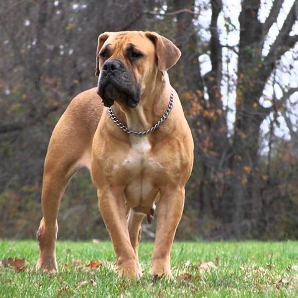 List Of Top 10 Largest Dog Breeds In The World