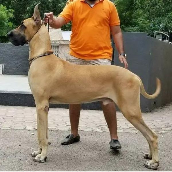 List Of Top 10 Largest Dog Breeds In The World