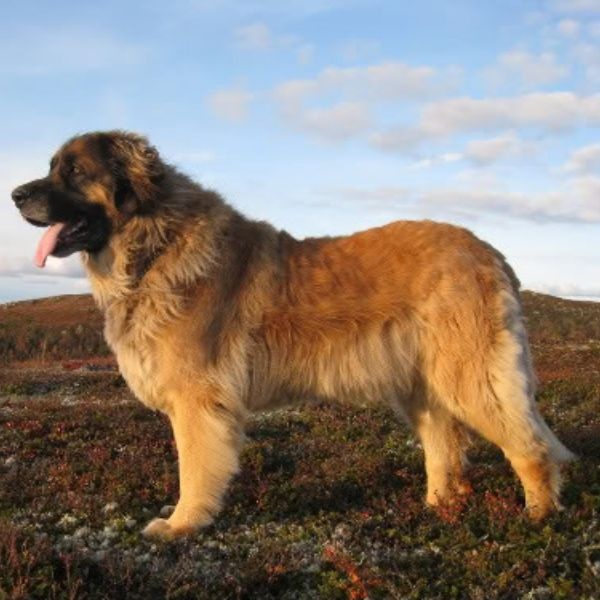 List Of Top 10 Largest Dog Breeds In The World