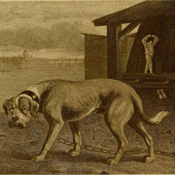 List Of Top 10 Largest Dog Breeds In The World