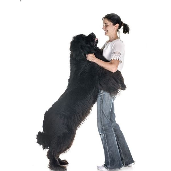 List Of Top 10 Largest Dog Breeds In The World