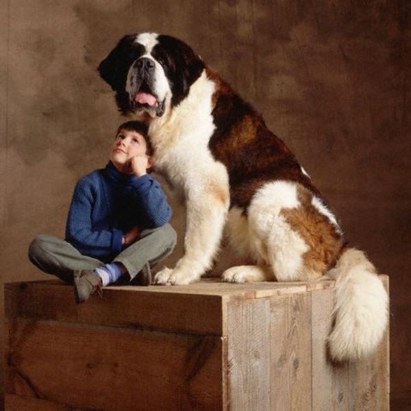 List Of Top 10 Largest Dog Breeds In The World