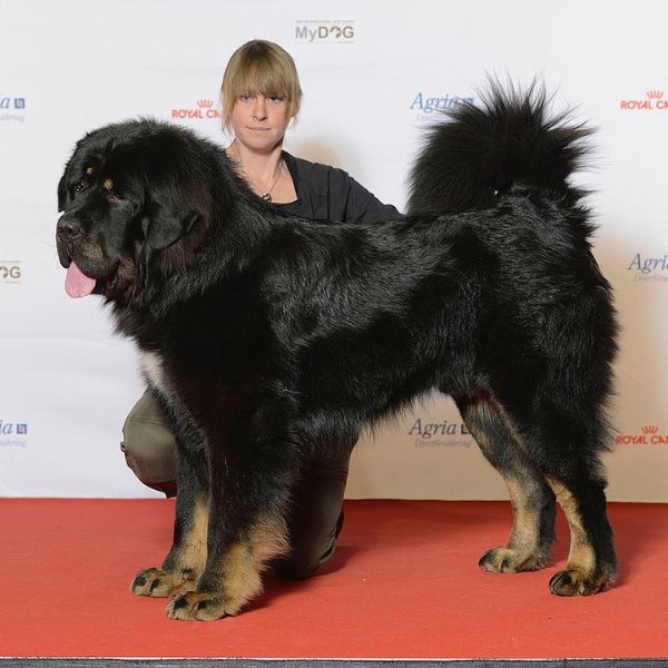 List Of Top 10 Largest Dog Breeds In The World