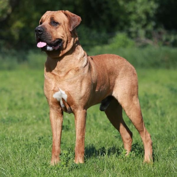 List Of Top 10 Largest Dog Breeds In The World