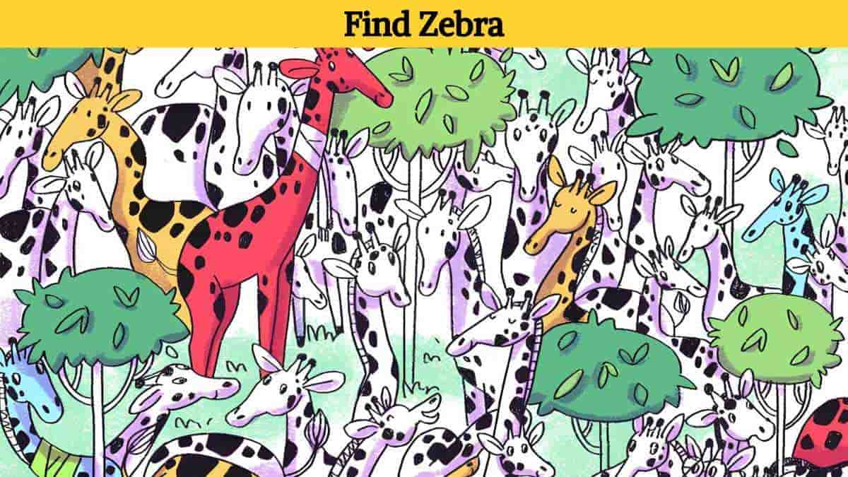 Optical Illusion: Can you find the zebra hiding among the giraffes in 7 seconds?
