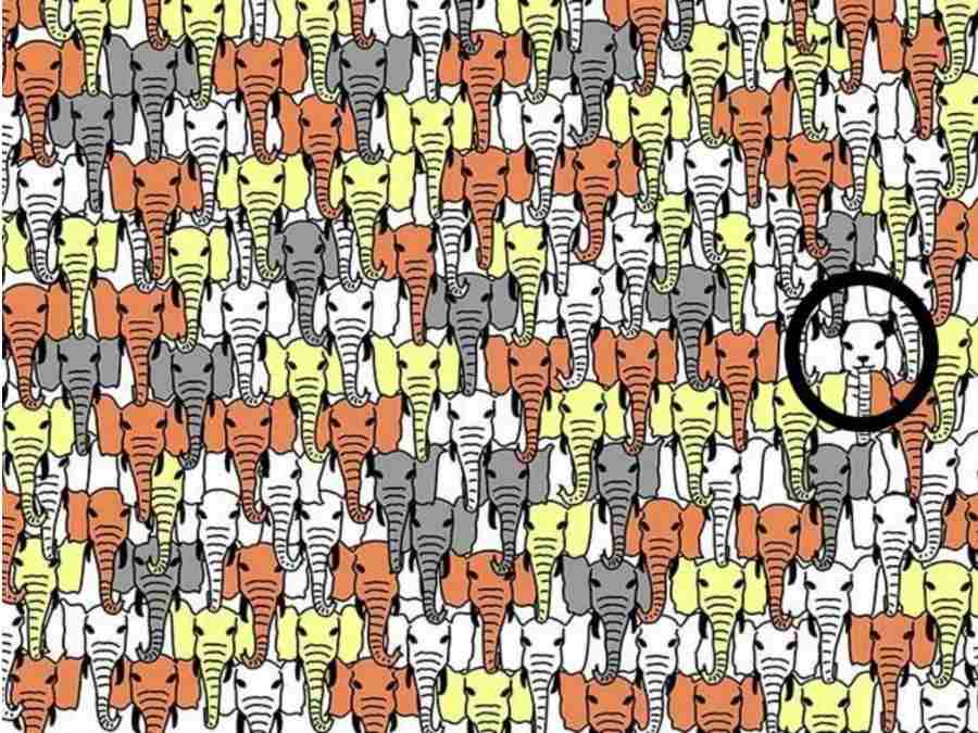 optical illusions pictures with answers