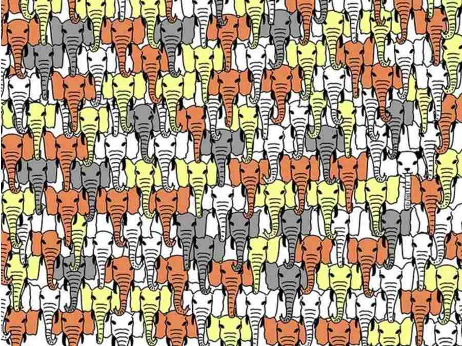 find hidden animals optical illusions