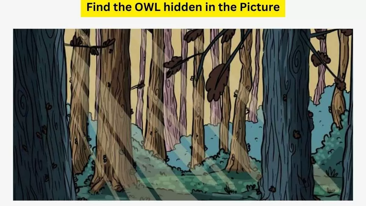 Do you see an owl here?