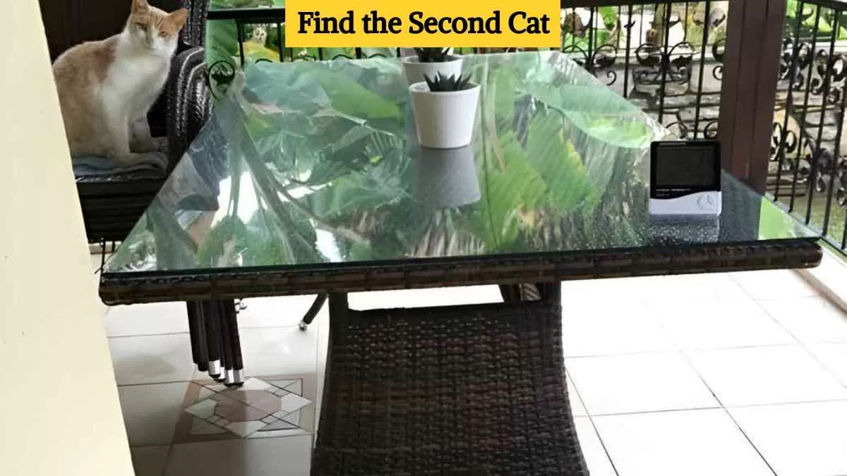 Find the second cat