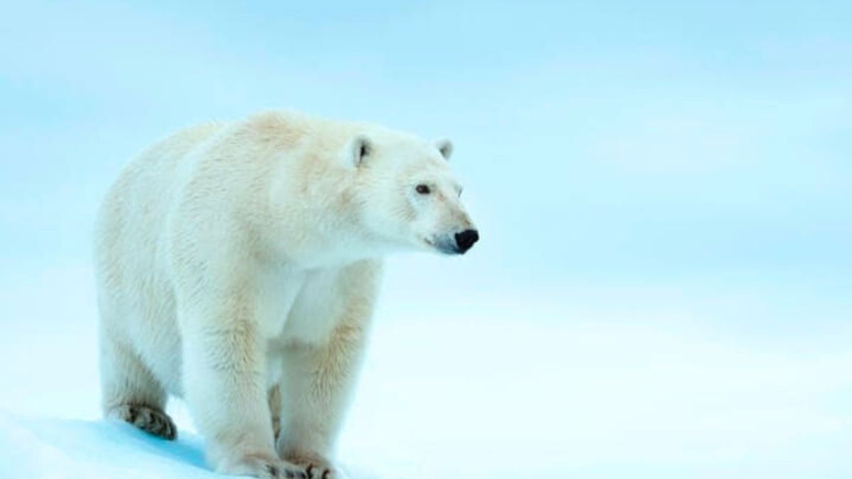 A polar bear died from bird flu for the first time. What is the highly pathogenic avian influenza?