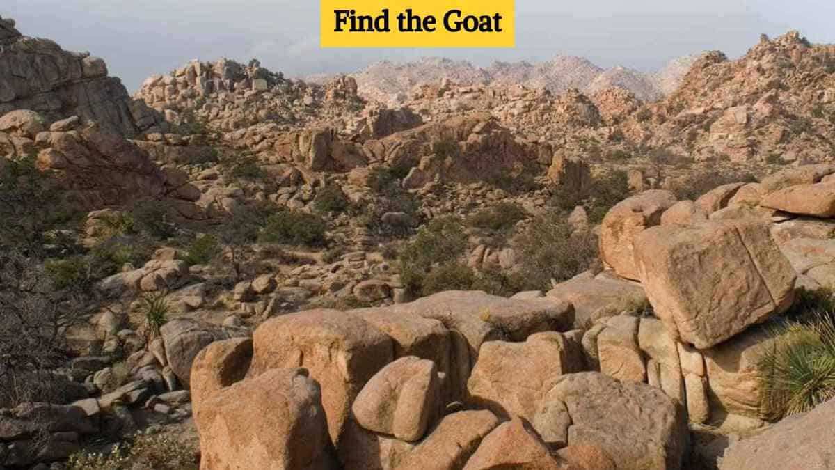 Test your eye power by finding a goat in the rocks in 9 seconds!