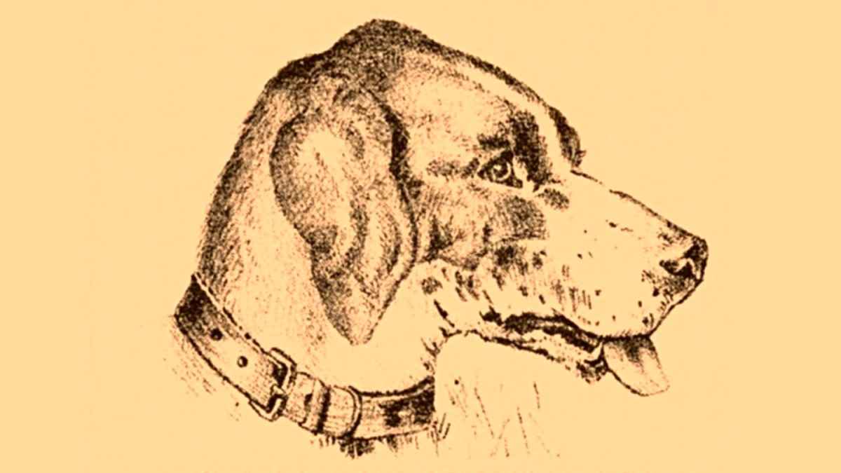 You have hunter's eyes if you can find the dog’s master in 7 seconds! 