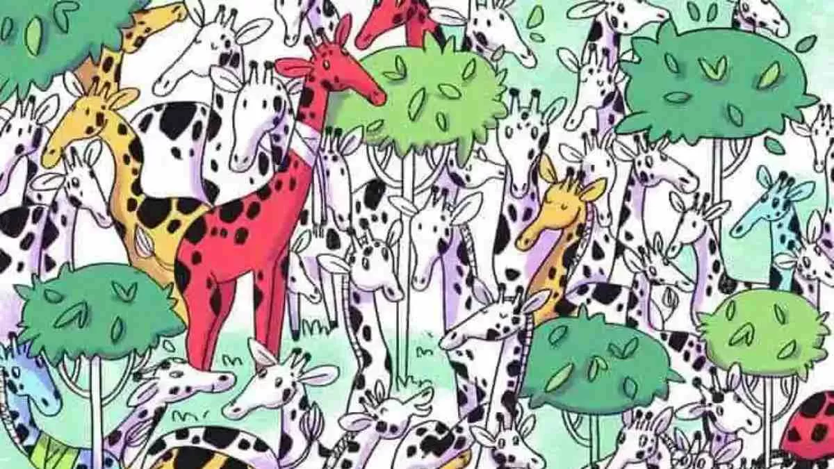Can you spot the zebra hidden among giraffes?