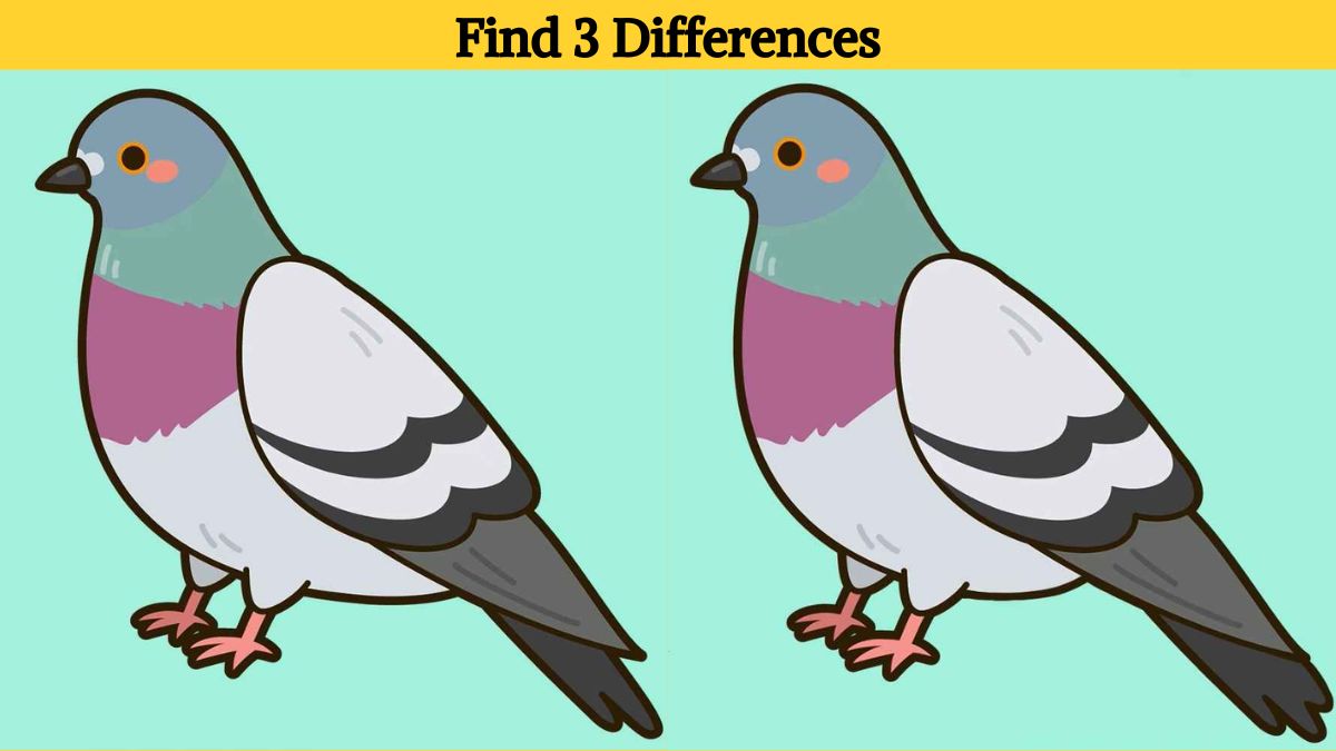 Find 3 differences between the pigeon pictures in 11 seconds!