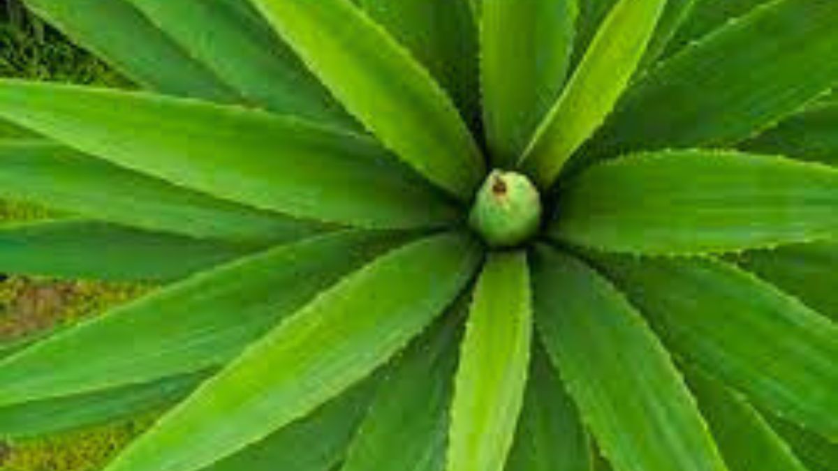 Sisal leaves could be used to make sanitary napkins. Here's how