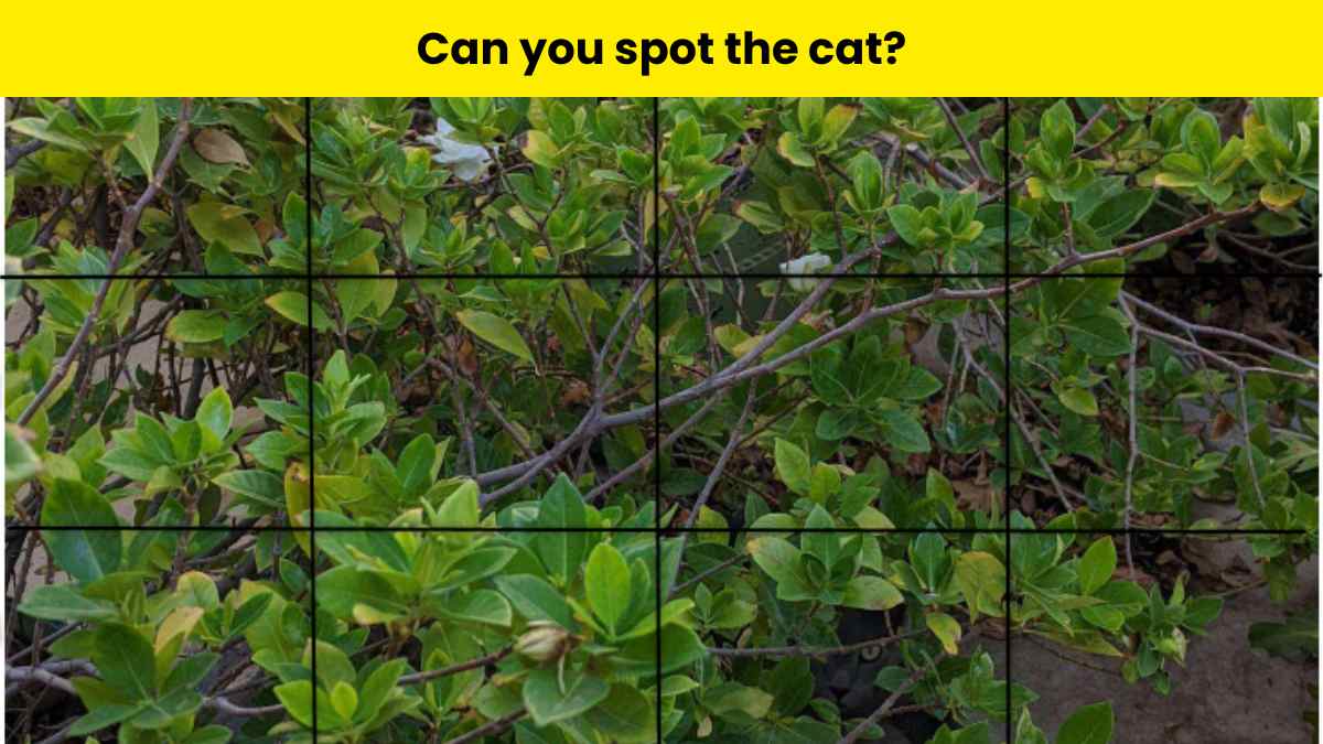 You have the eyes of a skilled hunter if you can spot the cat in the tree within 5 seconds. 