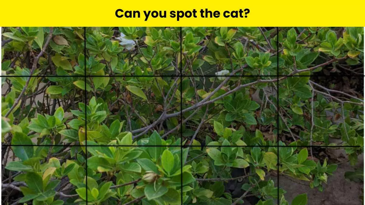 Can you spot the cat hidden in the tree?