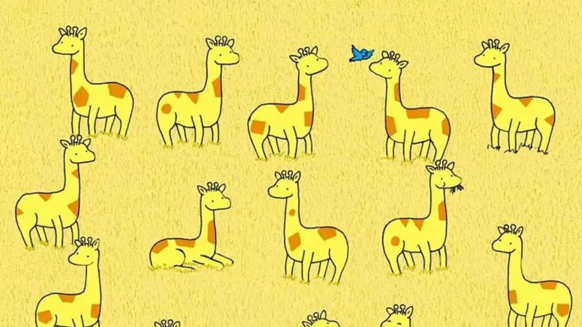 Find the different looking giraffe