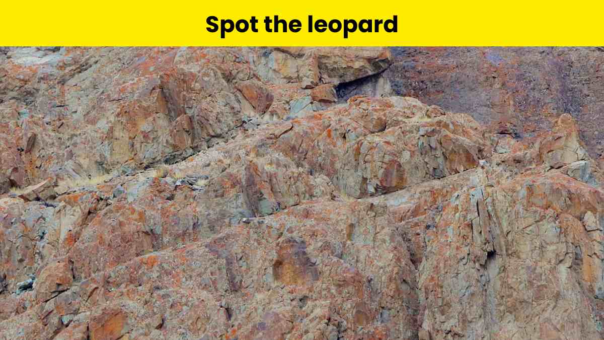 You have top-notch observation skills if you can spot the leopard hidden on the mountain in 8 seconds.