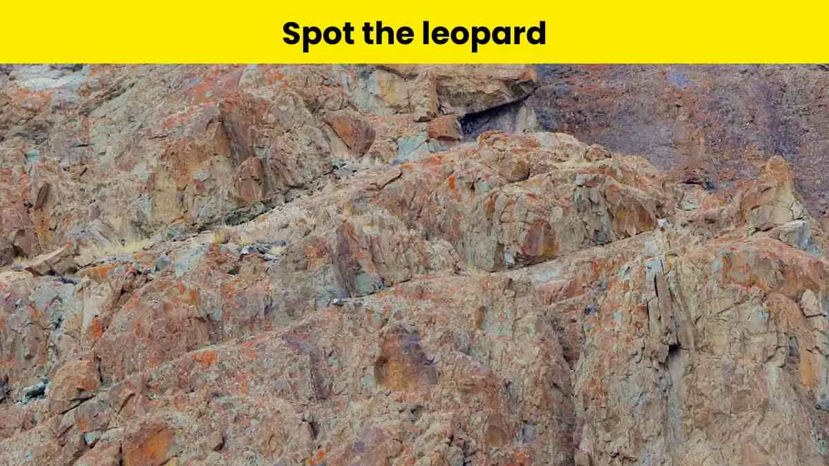 Can you spot the leopard?
