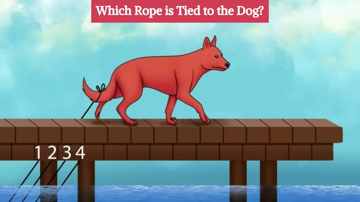 Which rope is tied to the dog?